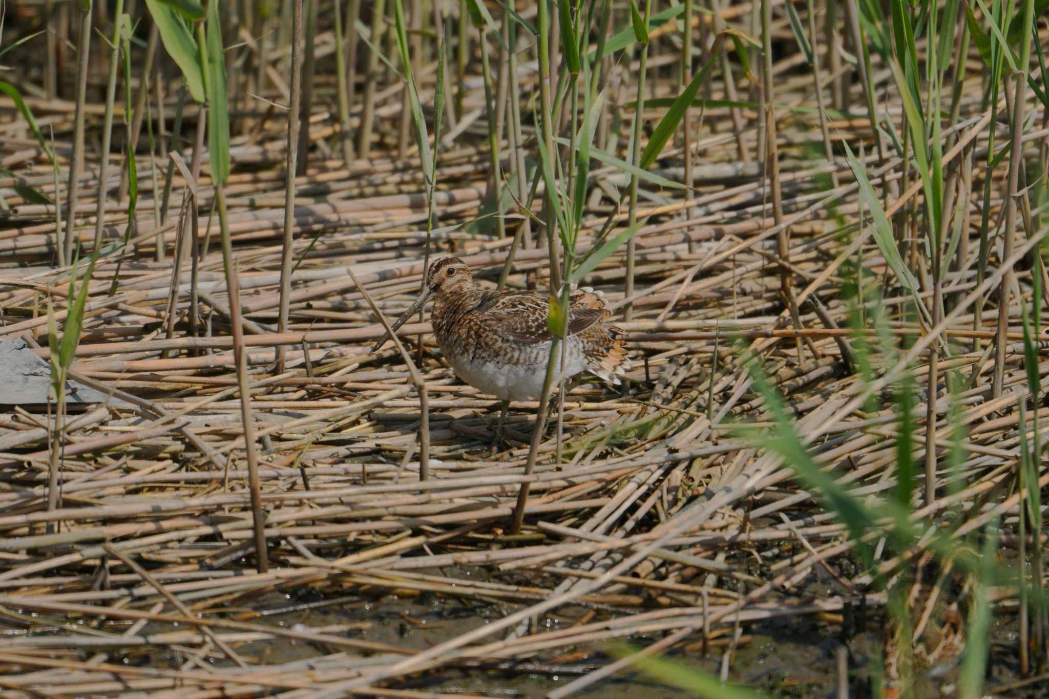 Common Snipe