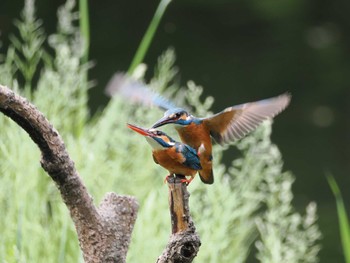 2024年4月29日(月) 道保川公園の野鳥観察記録