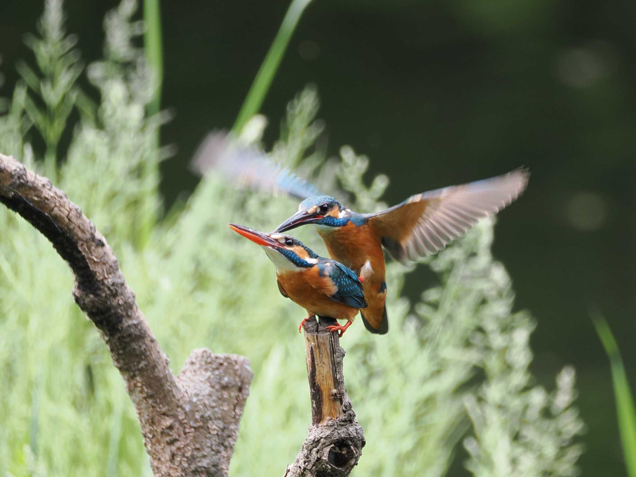 Photo of Common Kingfisher at 道保川公園 by こむぎこねこ