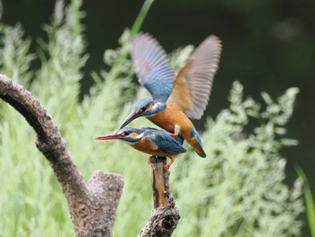 Common Kingfisher 道保川公園 Mon, 4/29/2024