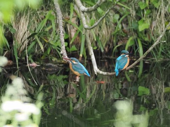 カワセミ 道保川公園 2024年4月29日(月)