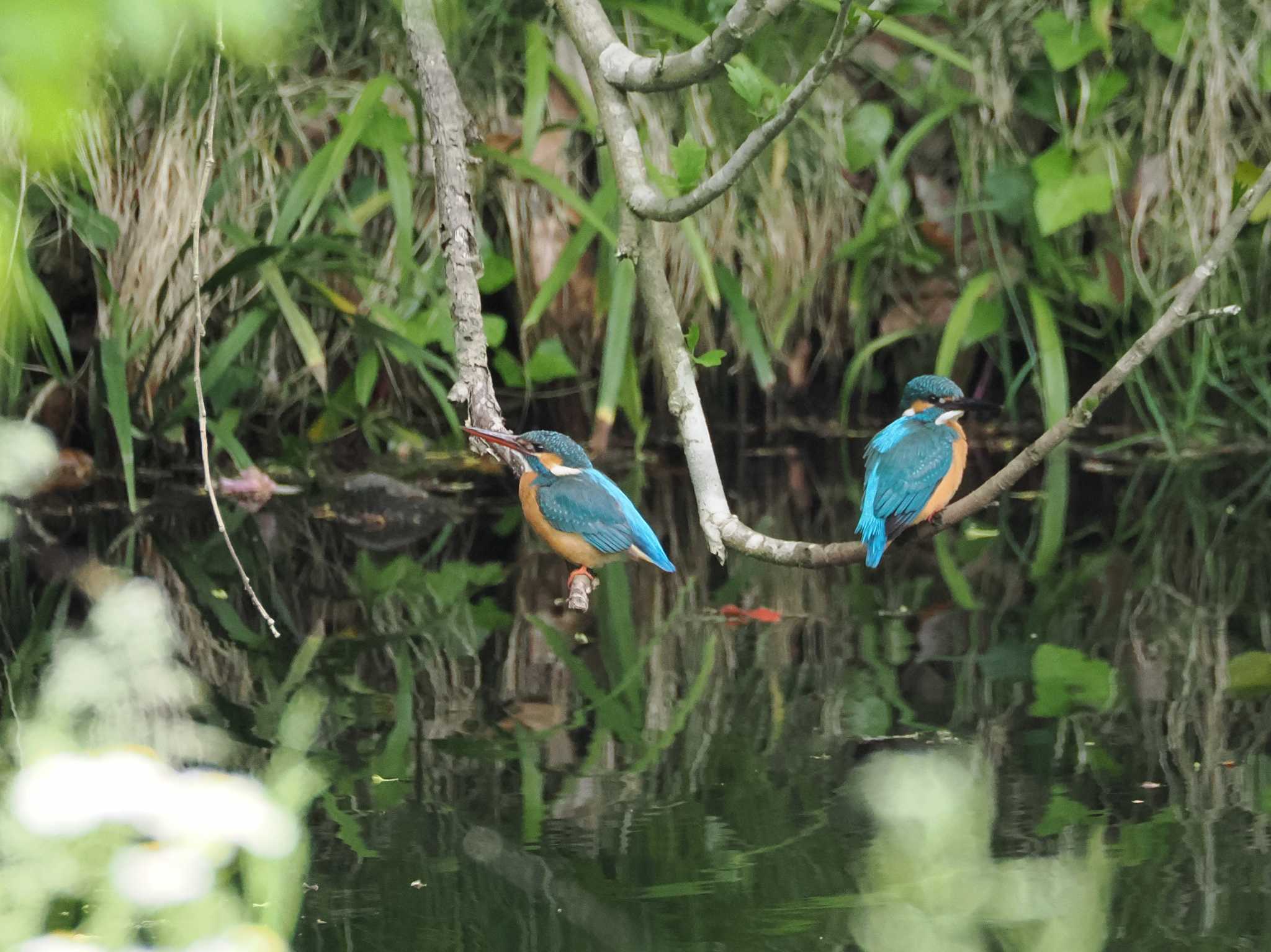 Photo of Common Kingfisher at 道保川公園 by こむぎこねこ