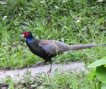 2024年4月29日(月) 葉山の野鳥観察記録