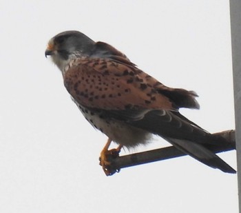 Common Kestrel 葉山 Mon, 4/29/2024