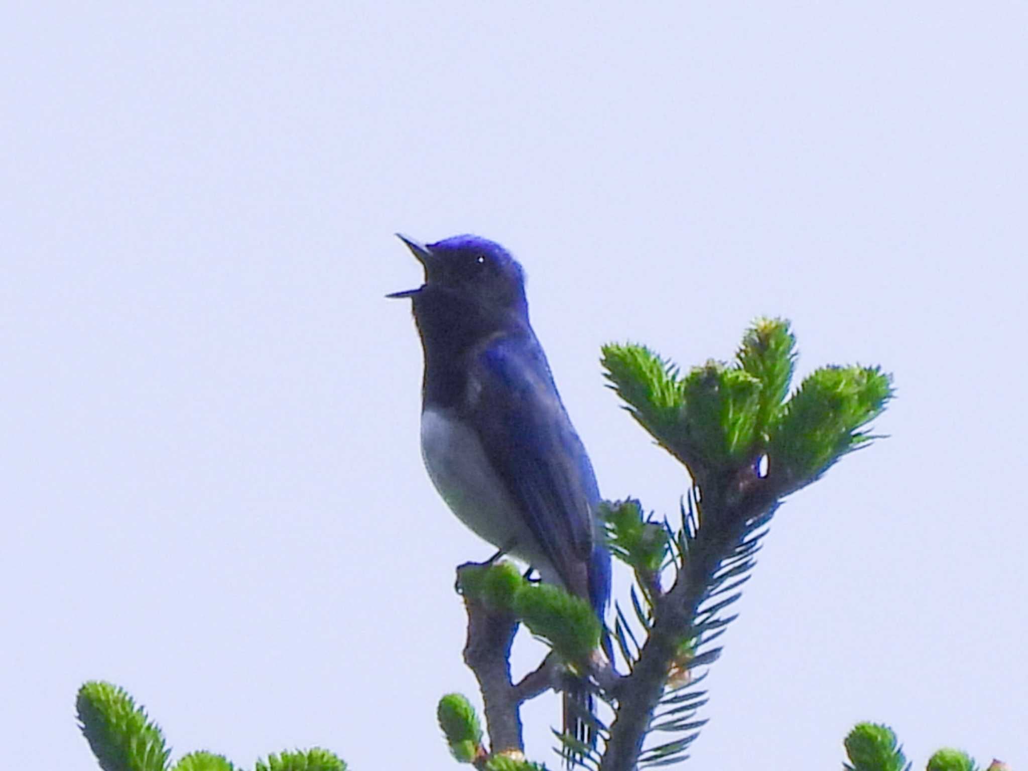 早戸川林道 オオルリの写真 by ミサゴ好き🐦