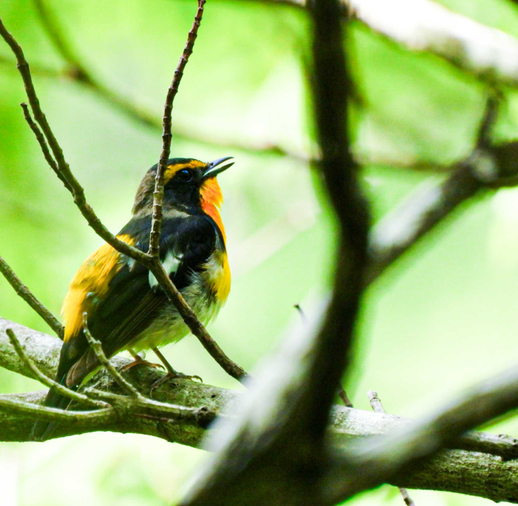 Photo of Narcissus Flycatcher at Hayatogawa Forest Road by ミサゴ好き🐦