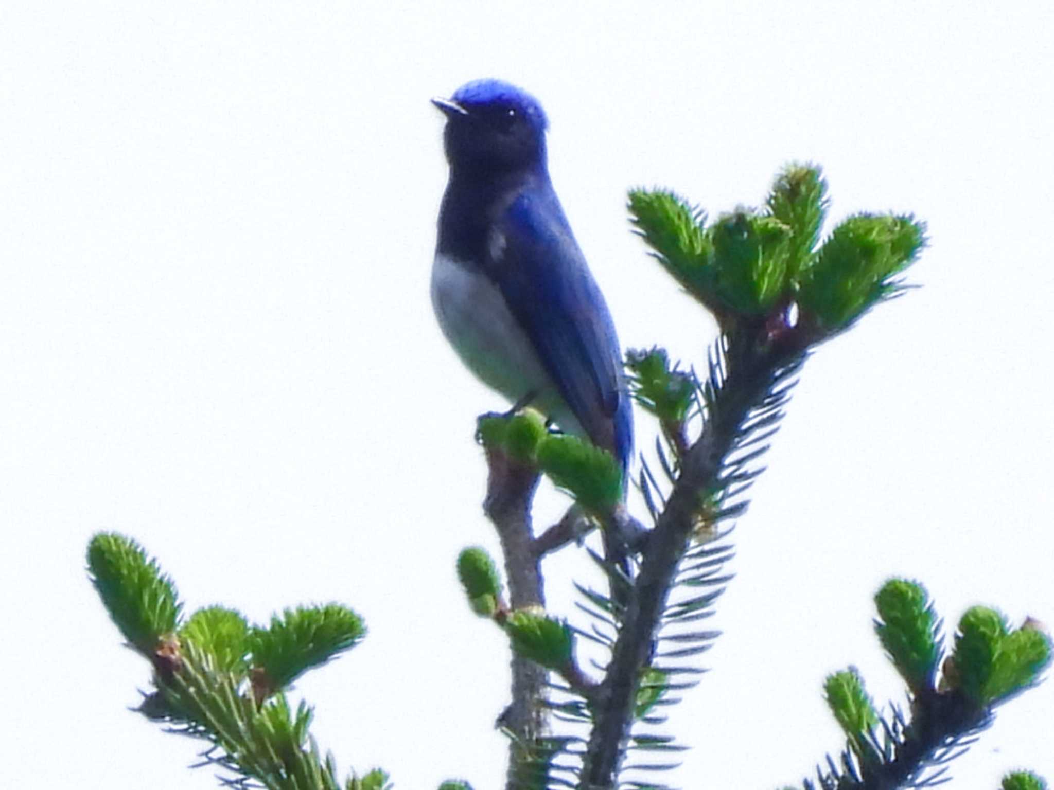 Blue-and-white Flycatcher