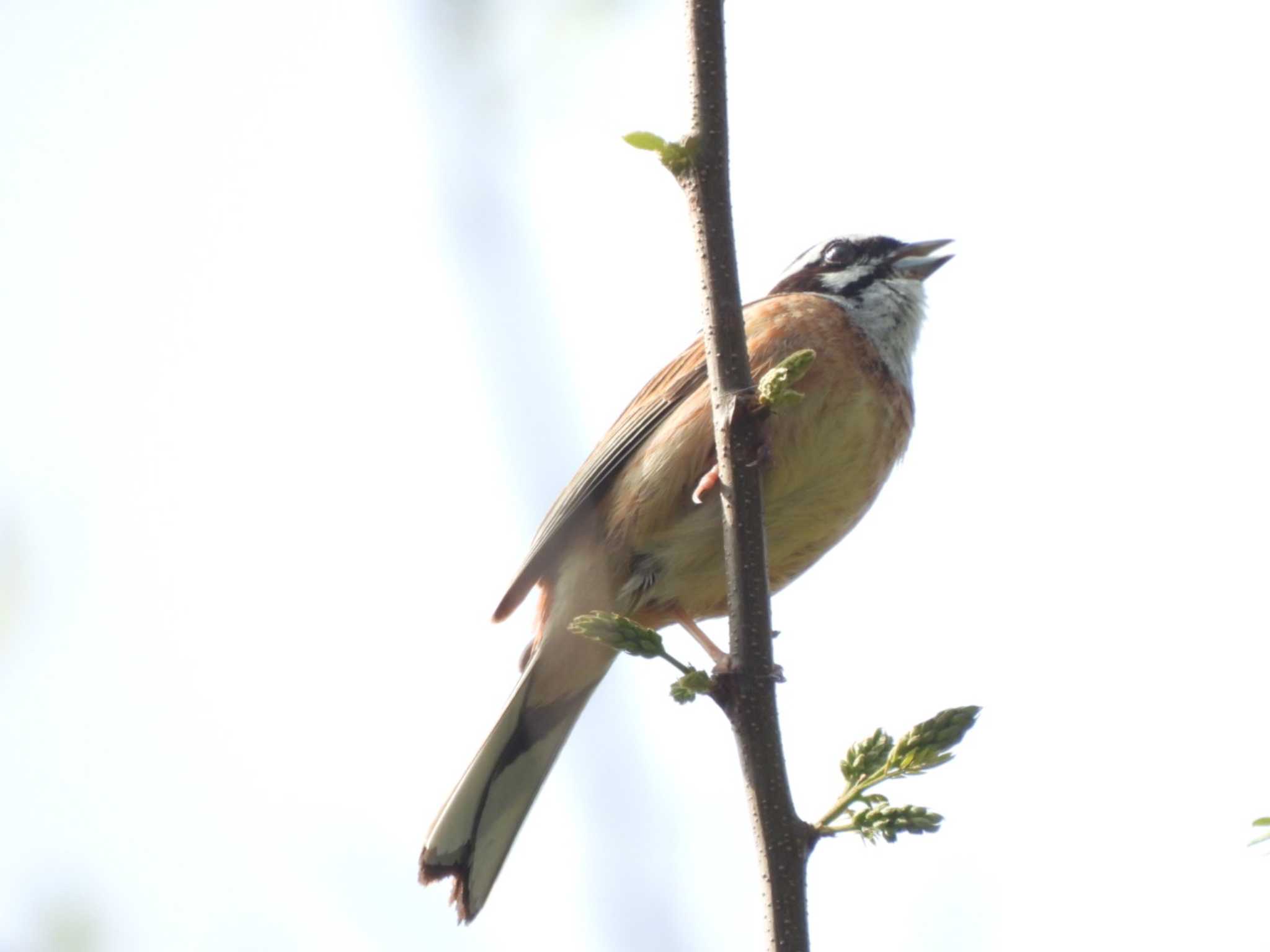 Photo of Meadow Bunting at Hayatogawa Forest Road by ミサゴ好き🐦