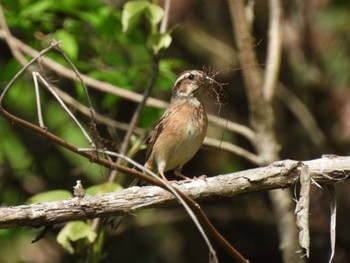 Meadow Bunting Hayatogawa Forest Road Mon, 4/29/2024