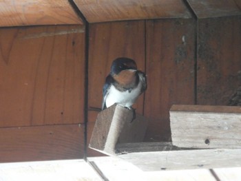 Barn Swallow Hayatogawa Forest Road Mon, 4/29/2024