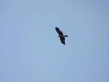 Black Kite Hayatogawa Forest Road Mon, 4/29/2024