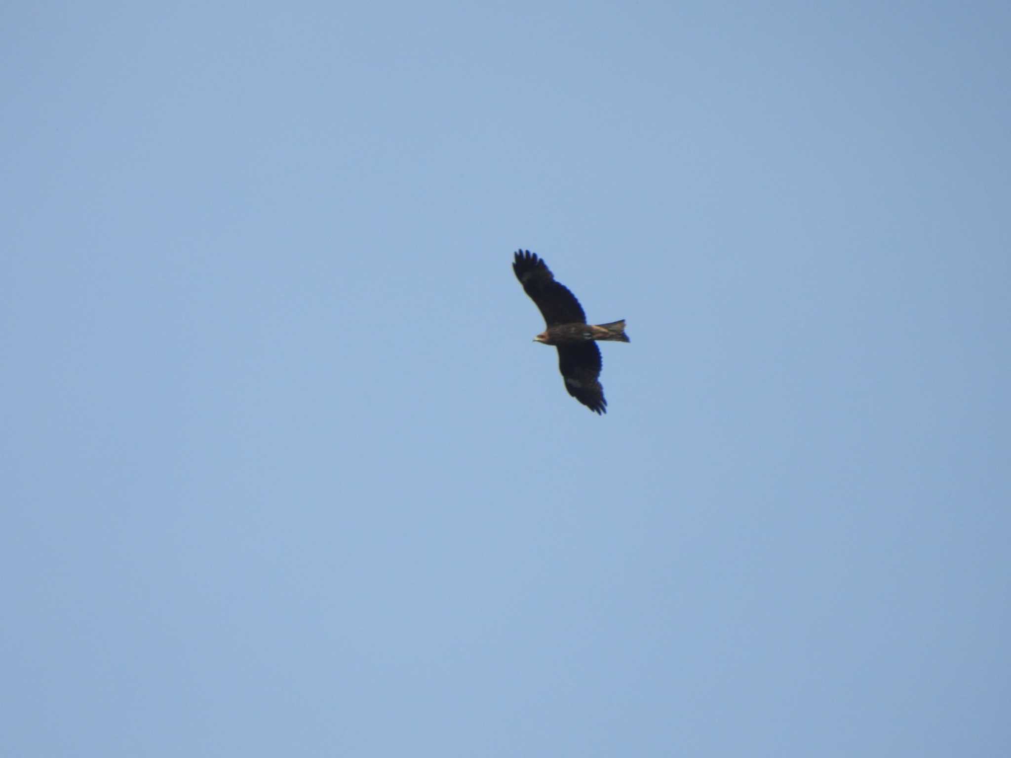 Black Kite