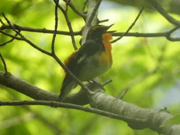 Narcissus Flycatcher Hayatogawa Forest Road Mon, 4/29/2024