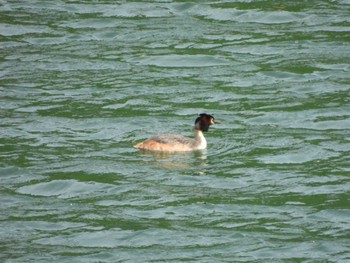 Great Crested Grebe Hayatogawa Forest Road Mon, 4/29/2024