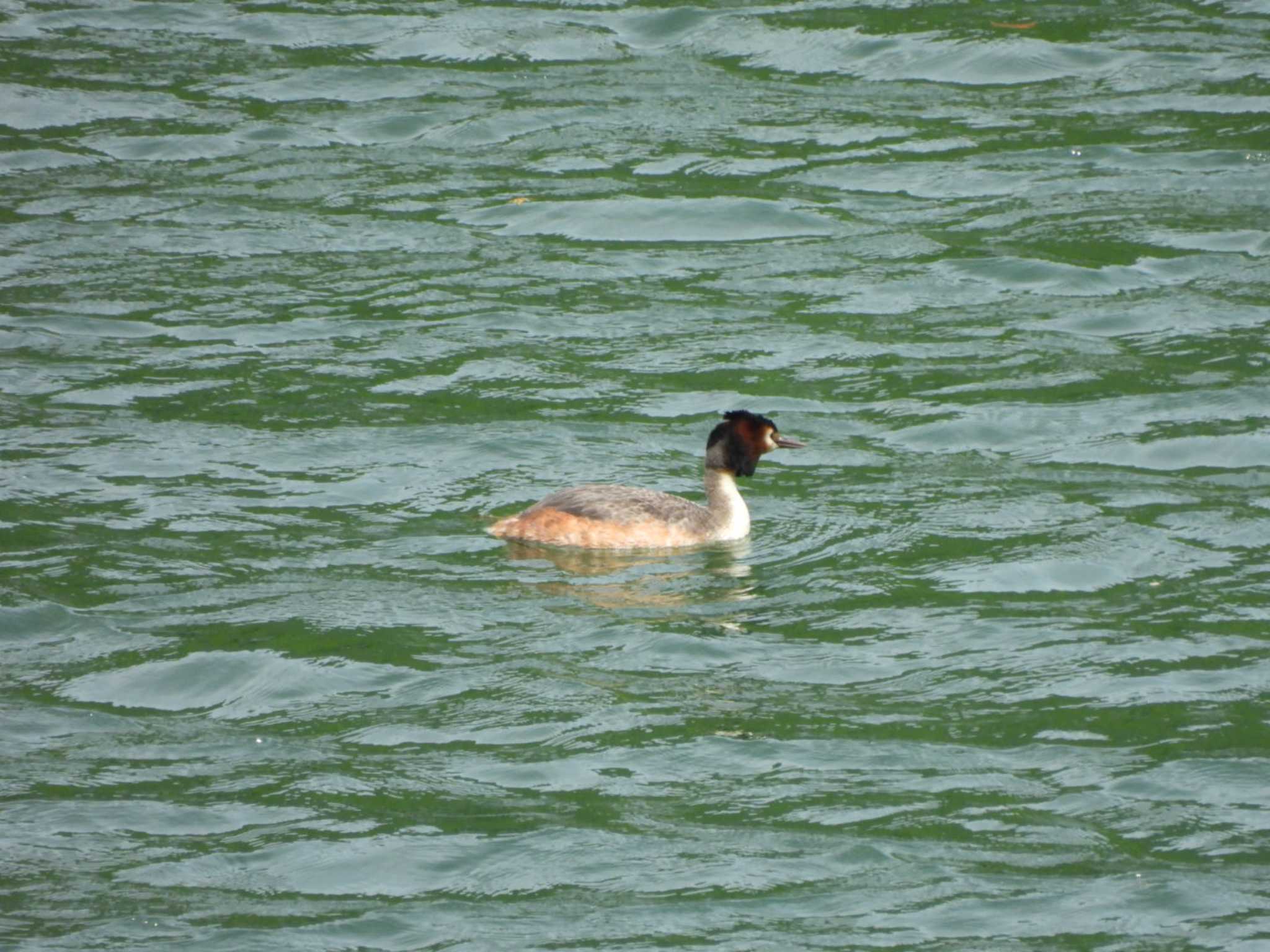 Photo of Great Crested Grebe at Hayatogawa Forest Road by ミサゴ好き🐦