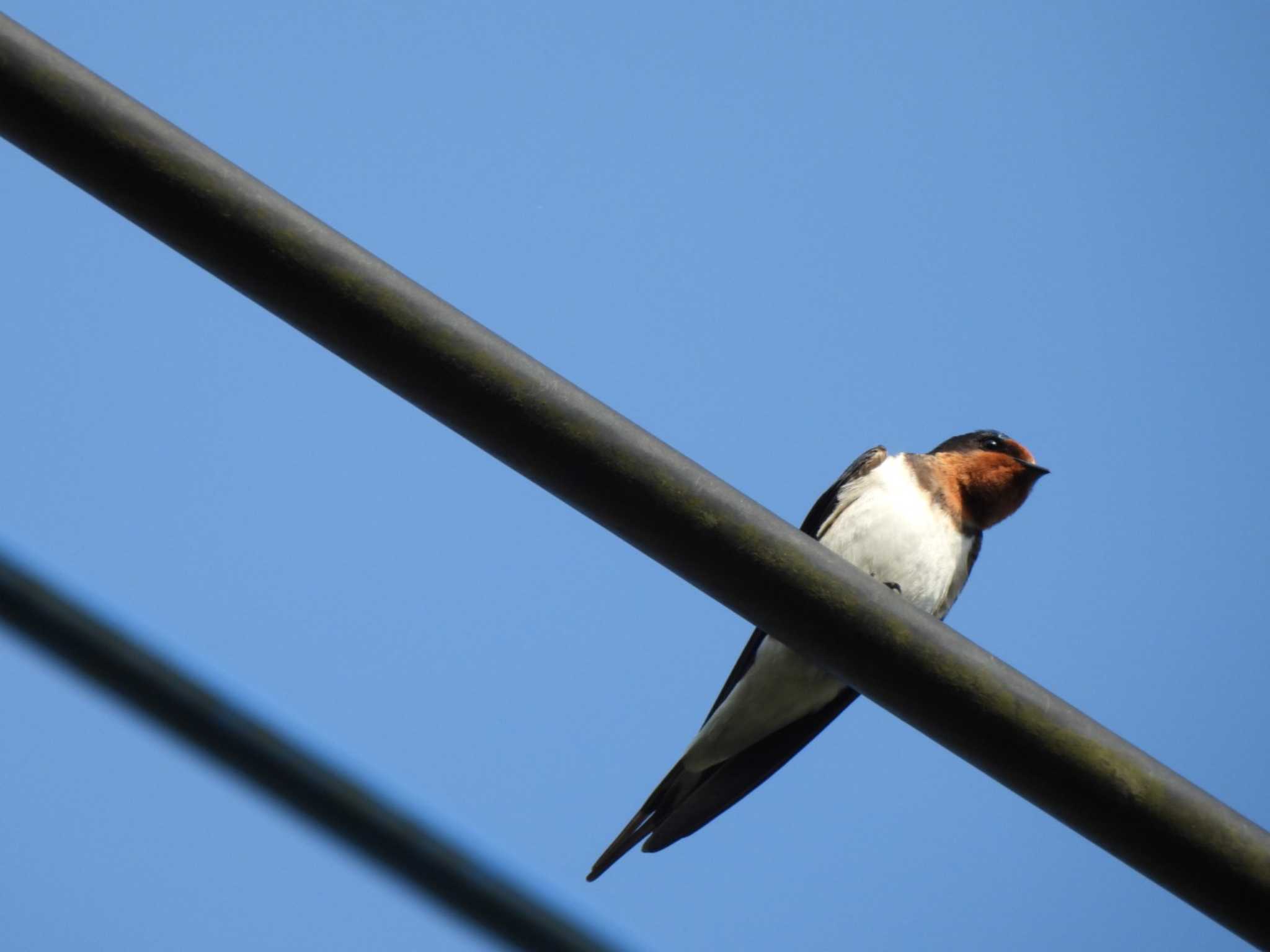 Photo of Barn Swallow at Hayatogawa Forest Road by ミサゴ好き🐦