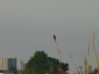 Meadow Bunting 江戸川河川敷(里見公園〜柳原水門) Mon, 4/29/2024