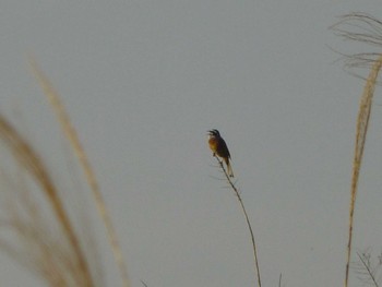 Meadow Bunting 江戸川河川敷(里見公園〜柳原水門) Mon, 4/29/2024