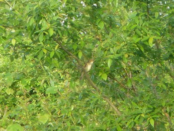 Oriental Reed Warbler 江戸川河川敷(里見公園〜柳原水門) Mon, 4/29/2024