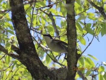 Ashy Minivet 栃木県民の森 Sun, 4/28/2024