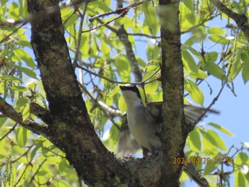 Sun, 4/28/2024 Birding report at 栃木県民の森