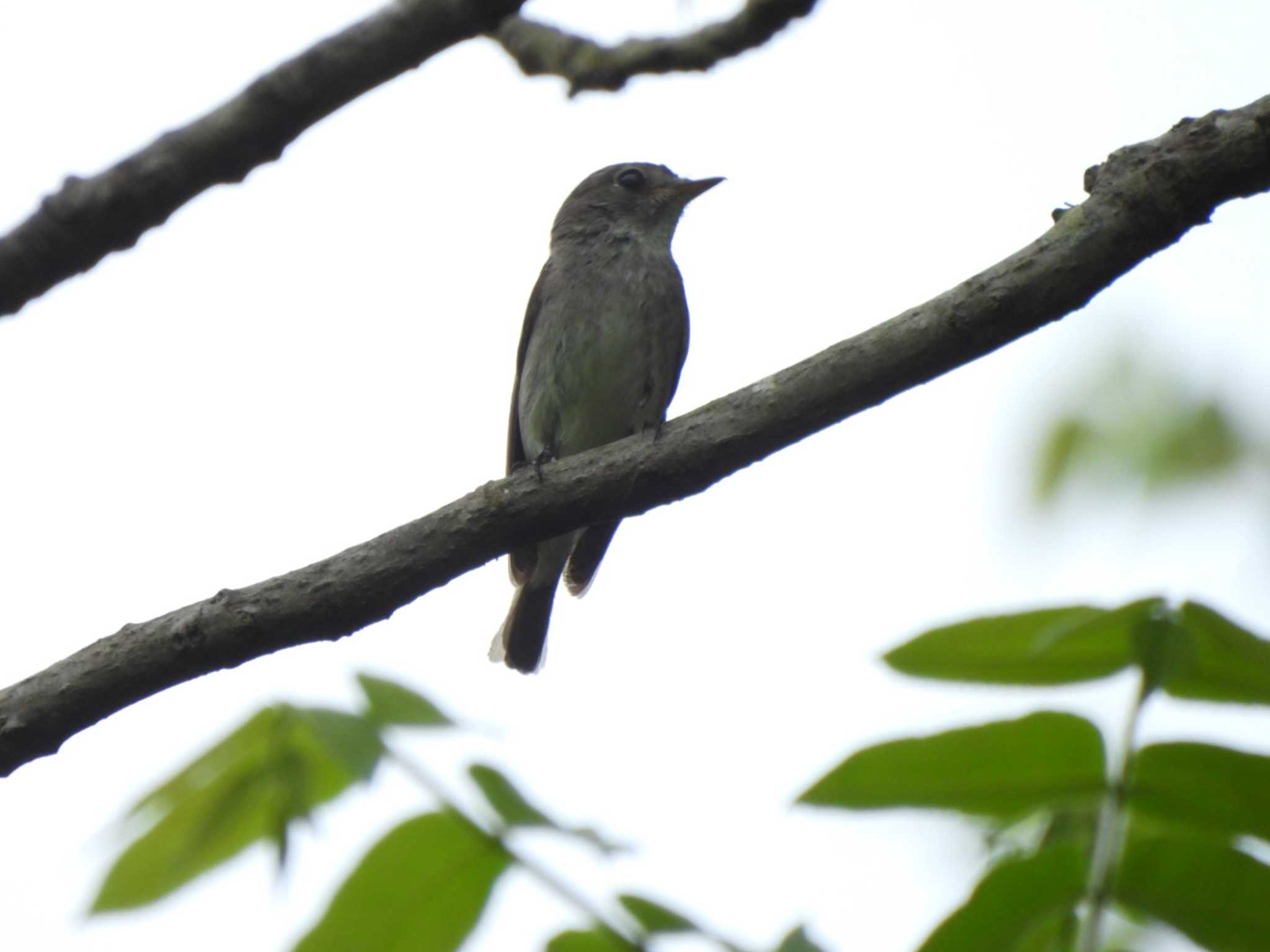 早戸川林道 コサメビタキの写真 by ミサゴ好き🐦