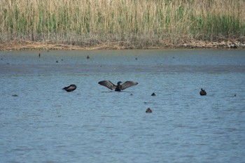 カワウ 東京港野鳥公園 2024年4月28日(日)