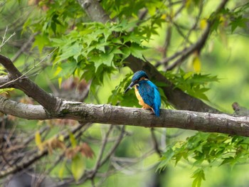 Common Kingfisher つくば市 Mon, 4/29/2024