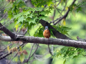 Common Kingfisher つくば市 Mon, 4/29/2024