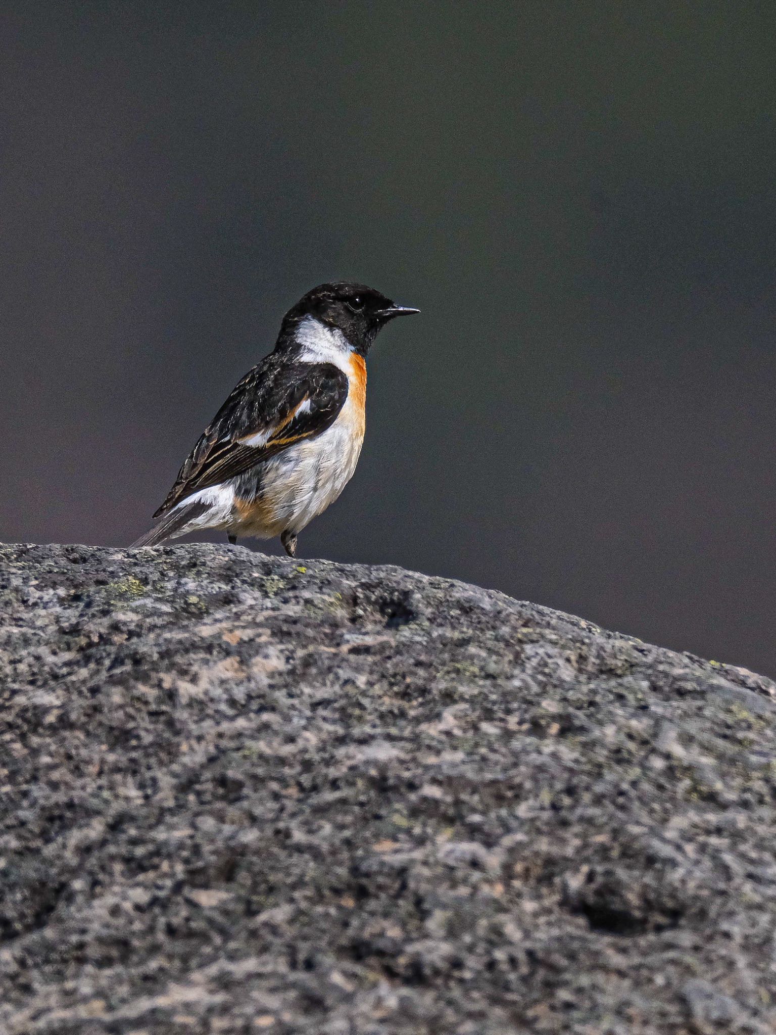 Photo of Amur Stonechat at 長野県 by 015