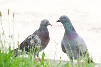 Rock Dove 都内 Sat, 6/10/2023