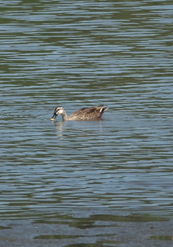 Eastern Spot-billed Duck Tokyo Port Wild Bird Park Sun, 4/28/2024