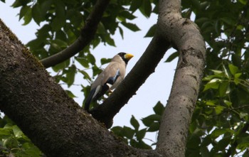 Japanese Grosbeak Komiya Park Mon, 4/29/2024