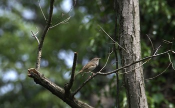 ウグイス 小宮公園(八王子) 2024年4月29日(月)