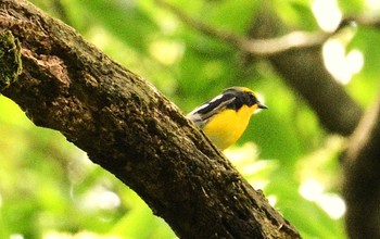 Mon, 4/29/2024 Birding report at Komiya Park