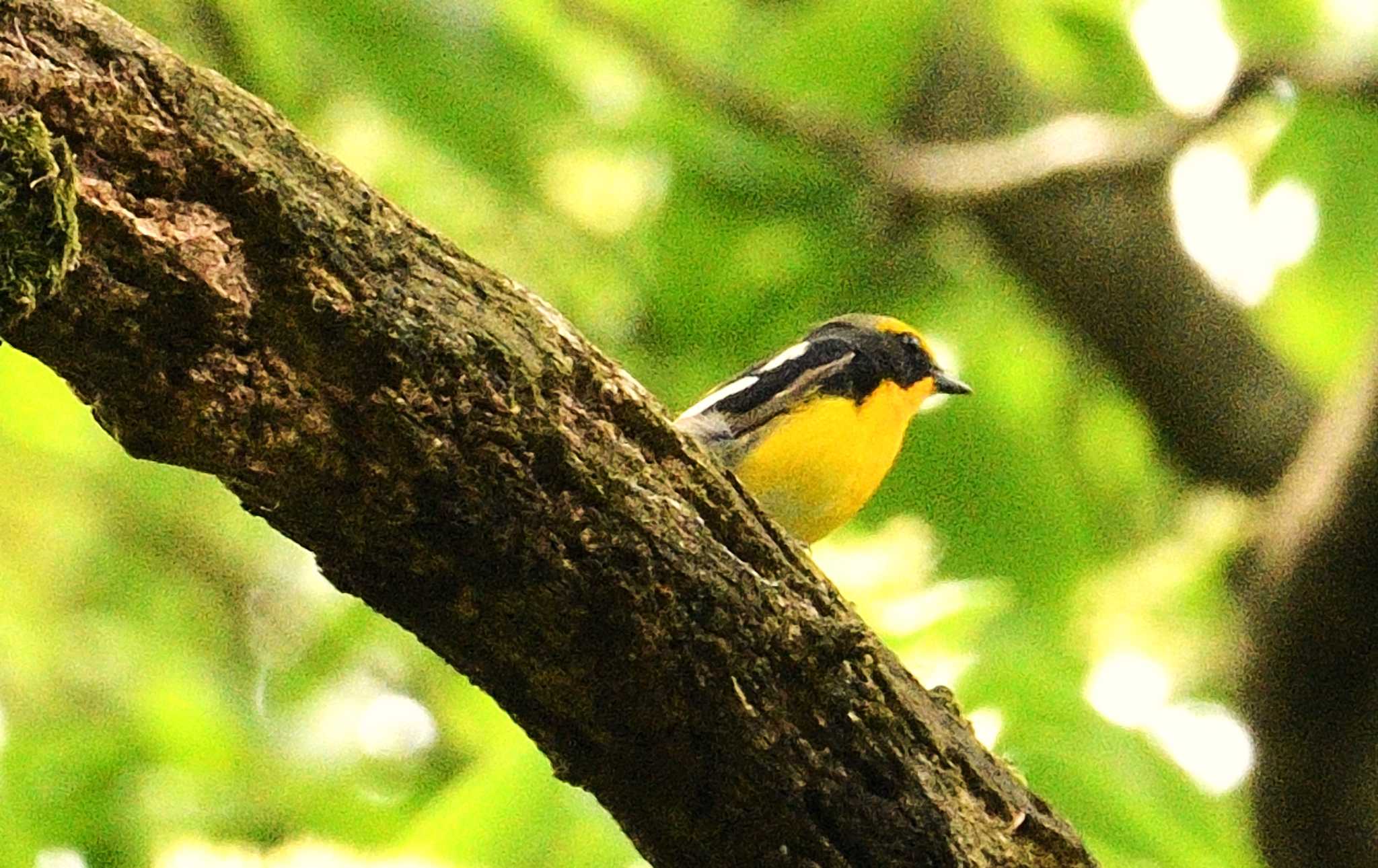 Narcissus Flycatcher