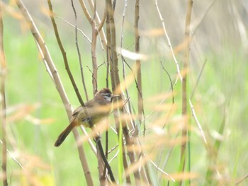 White-browed Laughingthrush Watarase Yusuichi (Wetland) Mon, 4/29/2024