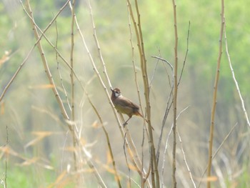 White-browed Laughingthrush Watarase Yusuichi (Wetland) Mon, 4/29/2024