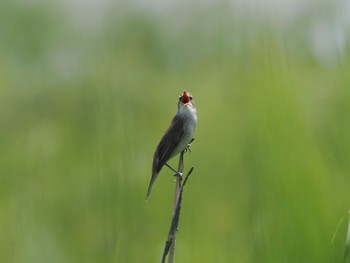 Oriental Reed Warbler Inashiki Sun, 4/28/2024