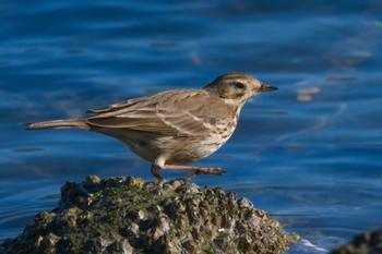 Water Pipit Tokyo Port Wild Bird Park Sat, 1/28/2023