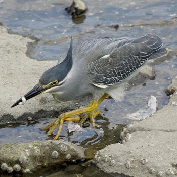 Striated Heron Tokyo Port Wild Bird Park Sun, 5/29/2022