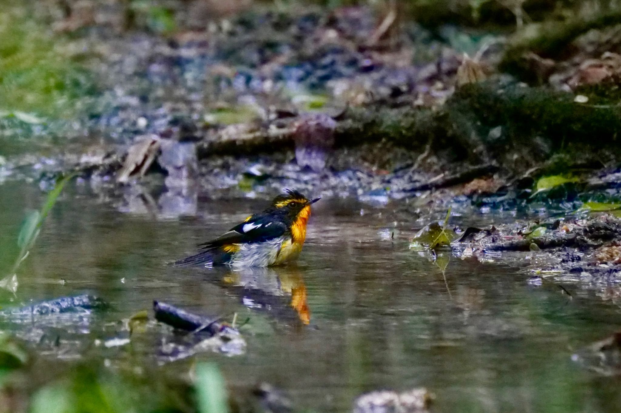 Photo of Narcissus Flycatcher at 名古屋平和公園 by sana