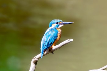 Common Kingfisher Akigase Park Mon, 4/29/2024