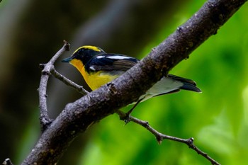 Narcissus Flycatcher Akigase Park Mon, 4/29/2024