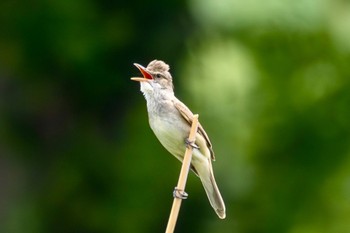 Oriental Reed Warbler Akigase Park Mon, 4/29/2024