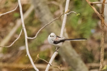 Long-tailed tit(japonicus) 青葉公園(千歳市) Mon, 4/29/2024