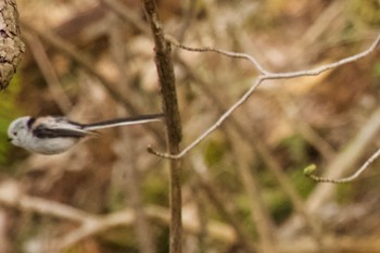 Long-tailed tit(japonicus) 青葉公園(千歳市) Mon, 4/29/2024