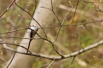 Long-tailed tit(japonicus) 青葉公園(千歳市) Mon, 4/29/2024