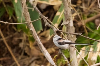 Long-tailed tit(japonicus) 青葉公園(千歳市) Mon, 4/29/2024