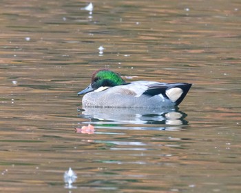 ヨシガモ 栃木県 2023年11月23日(木)